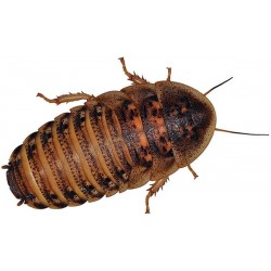 Wholesale Dubia Roaches