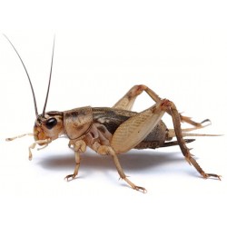 Wholesale Crickets