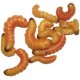 Wholesale Butterworms