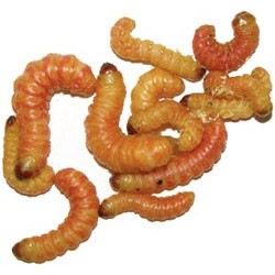 Wholesale Butterworms