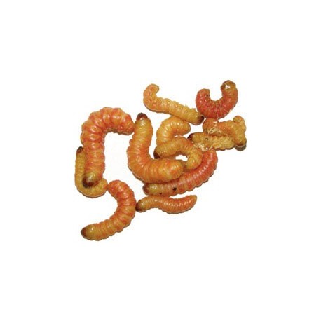 Wholesale Butterworms