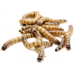 Wholesale Superworms