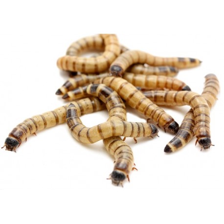 Wholesale Superworms