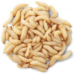 Waxworms (50ct Cup)