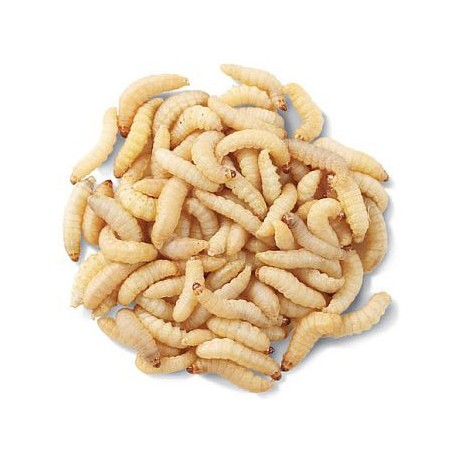 Wholesale Waxworms