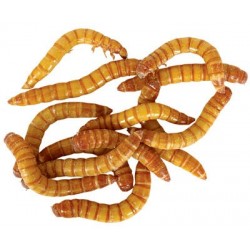 Mealworms (500ct Cup)