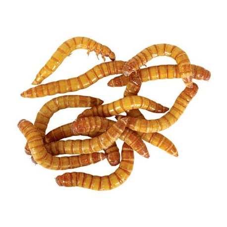 Wholesale Mealworms