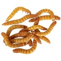 Mealworms (500ct Cup)