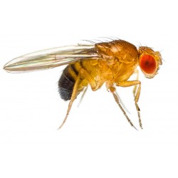 Fruit Flies - Producing Culture (D. melanogaster)