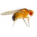 Fruit Flies - Producing Culture (D. melanogaster)