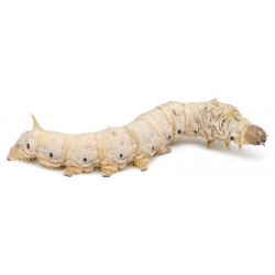 Wholesale Silkworms