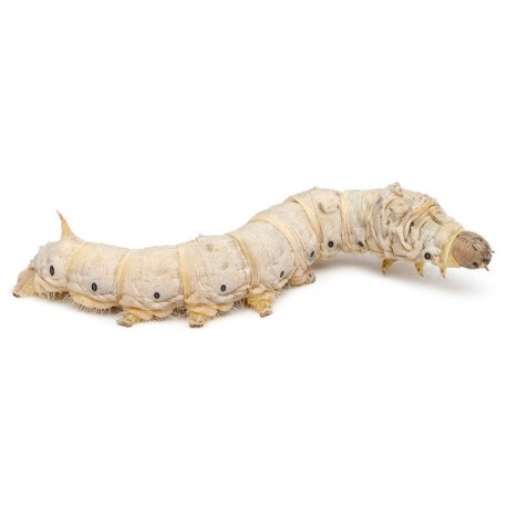 Wholesale Silkworms