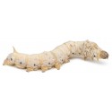 Silkworms - SM-MD (50ct Cup)