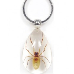 Keychain - Brown Recluse Spider (Clear - Teardrop)