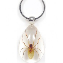 Keychain - Brown Recluse Spider (Clear)