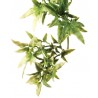 Croton - LG (Exo Terra)