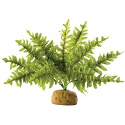 Boston Fern (Exo Terra)