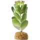 Jade Cactus (Exo Terra)