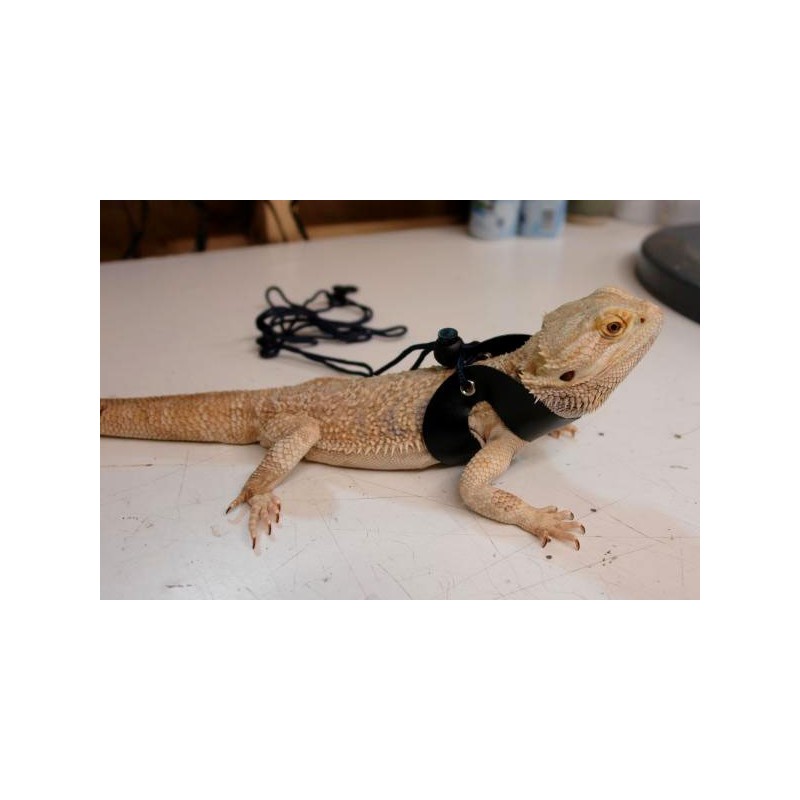 Wholesale Fluker s Repta Leash