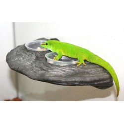 Gecko Ledge - Granite (Pet-Tekk)