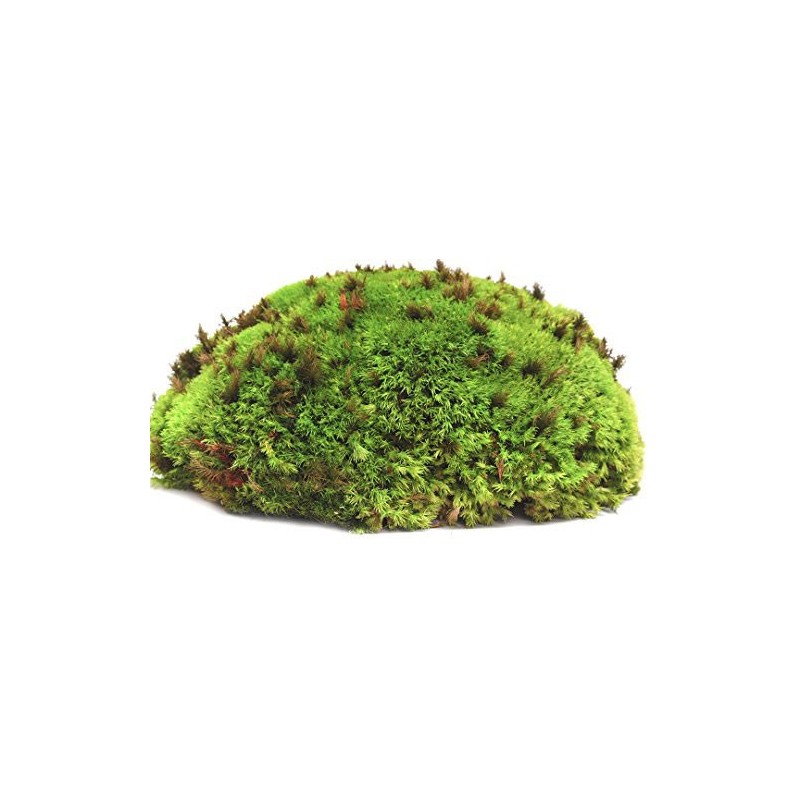 Wholesale Galapagos Pillow Moss