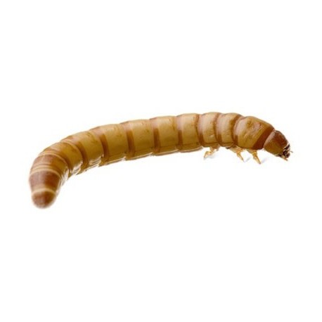 Giant Mealworms (500ct Cup)