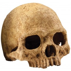 Skull - Primate (Exo Terra)