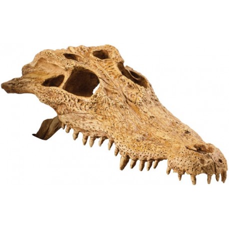 Skull - Crocodile (Exo Terra)