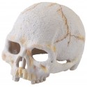 Skull - Primate - Mini (Exo Terra)