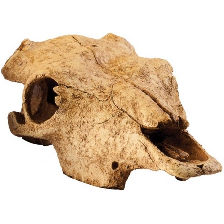 Skull - Buffalo (Exo Terra)