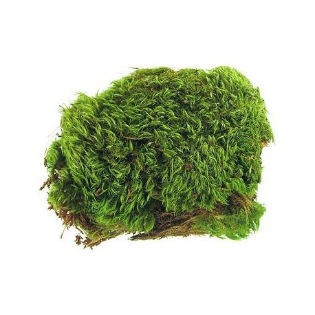 Frog Moss - 80 cu in (Zoo Med)