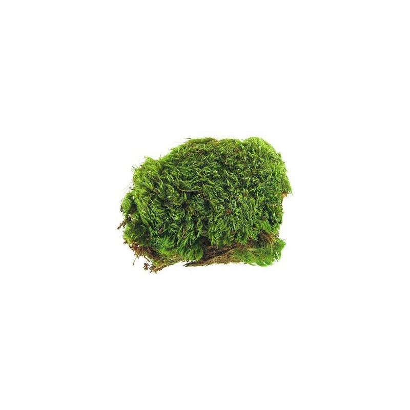 Zoo Med Frog Moss Small 80 cu. In - Southwest Pet - London's