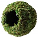 Mossy Cave - Green - 4" (Galapagos)
