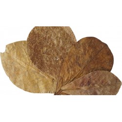 Indian Almond Leaves