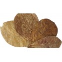Indian Almond Leaves (RSC)