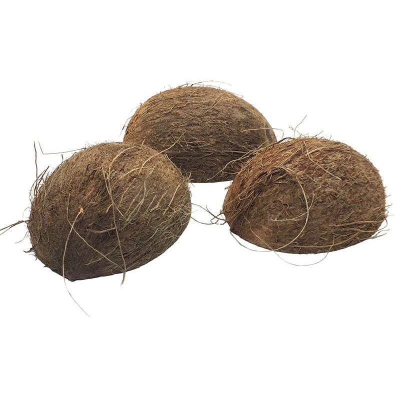 Wholesale Coconut Shell Half