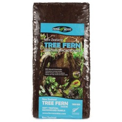 Tree Fern Tropical Background - 12" x 6" (Fern Wood)