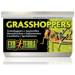 Grasshoppers (Exo Terra)