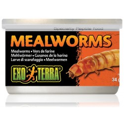 Mealworms (Exo Terra)
