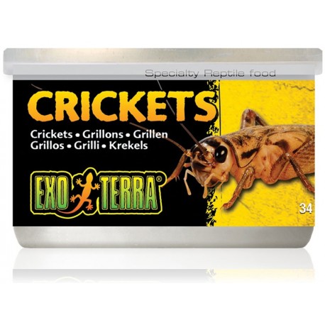 Crickets (Exo Terra)