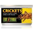 Canned Crickets (Exo Terra)