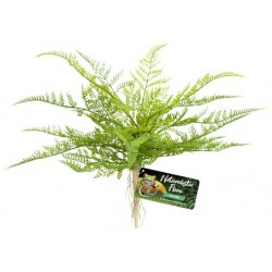 Lace Fern (Zoo Med)