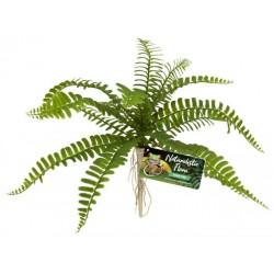 Sword Fern (Zoo Med)