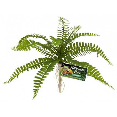 Sword Fern (Zoo Med)
