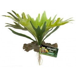 Staghorn Fern (Zoo Med)