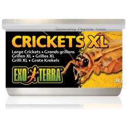 Crickets XL (Exo Terra)