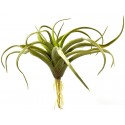 Air Plant - Tillandsia harrisii (Lugarti)