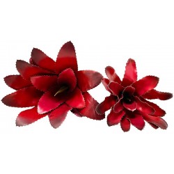 Bromeliad - Fireball - MD (Lugarti)