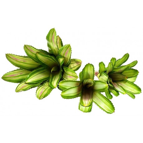 Bromeliad - Variegated - SM (Lugarti)