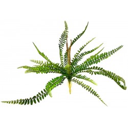 Sword Fern (Lugarti)